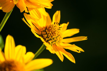 bouquet of bright yellow flowers Heliopsis helianthoides