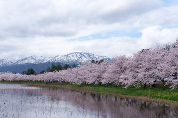 雪山と桜の花