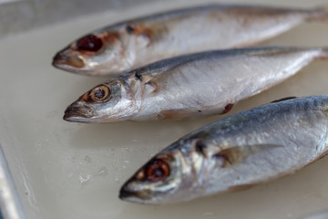 Studying fish in laboratory.