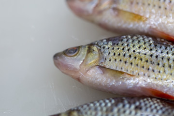 Studying fish in laboratory.