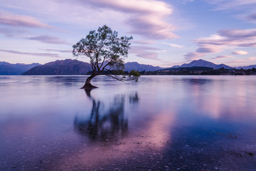 Lone tree