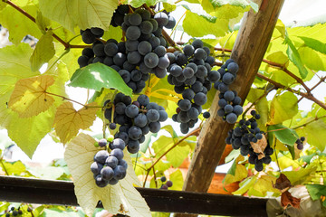 ワイナリーのぶどう