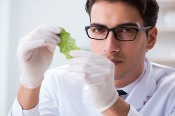 Fototapeta premium Biotechnology scientist chemist working in lab