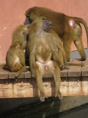 Pavianfamilie
