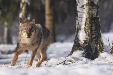 Wolf im Schnee