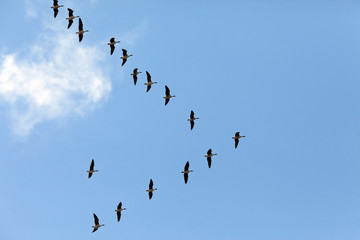 autumn migration of wild ducks in the sky