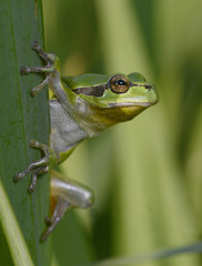 Europäischer Laubfrosch (Hyla arborea) - European tree frog
