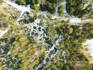Conifer forest from above in winter time