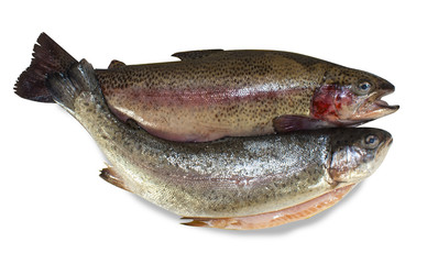 Two fresh trout on white isolated background.