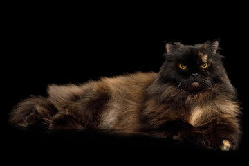 Red with Brown Angry Persian Cat Lying on Isolated Black Background