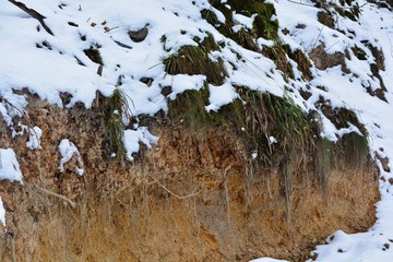 Schnee im Wald