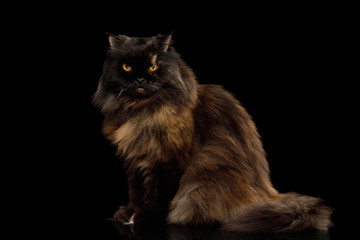Red with Brown Angry Persian Cat Sitting on Isolated Black Background