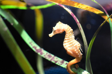 hippocampe