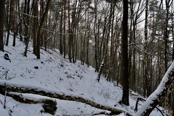 Schnee im Wald
