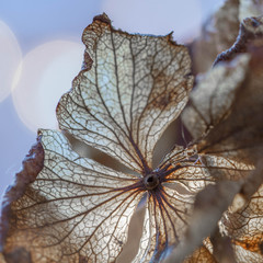 Hydrangea autumn
