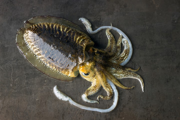 Delicious raw cuttlefish lies on the surface of a dark stone. Concept is fresh seafood, healthy food.