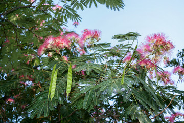 A sunlit blooming acacia with pink flowers and green pods.