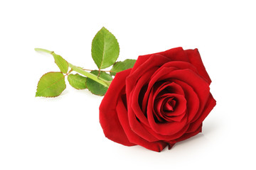 Lovely Red Rose (Rosaceae) isolated on white background, inclusive clipping path without shade, Germany