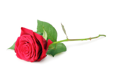 Lovely red rose (Rosaceae) isolated on white background, inclusive clipping path without shade, Germany