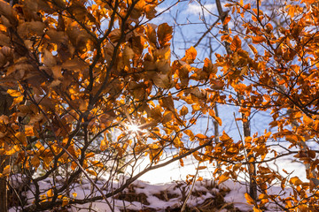 Sonne durch die Blätter- Warme Sonnenstrahlen