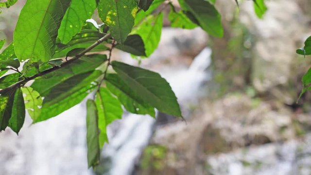 Leaves on foreground on blurred tropical jungle waterfall on the background in deep forest. slow motion. 3840x2160