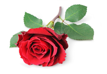 Wonderful red Rose (Rosaceae) isolated on white background, inclusive clipping path without shade.