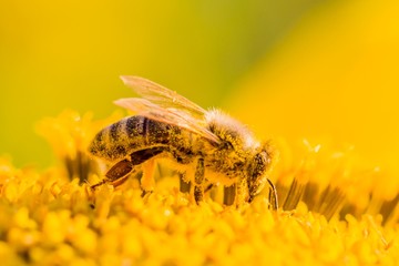 Makro Honig Biene sammelt gelbe Pollen auf Sonnenblume in Natur. Das Tier sammelt Nektar, sitzt auf Blume und bestäubt Blütenstaub in der Sommer Sonne. Wichtig für Umwelt Ökologie gegen Klimawandel