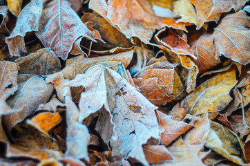 Morning frost on dry leaf leaves. Weather conditions. Abstract background