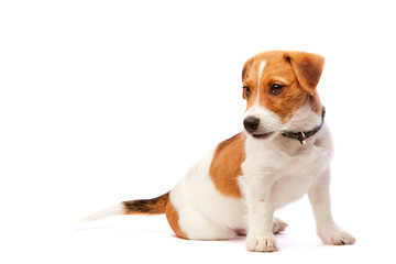 Jack russell terrier puppy portrait. Image taken in a studio.