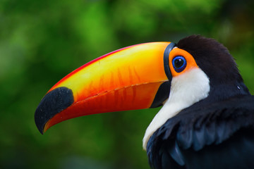 Colorful tucan