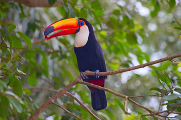 Colorful tucan
