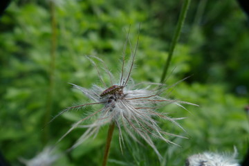 Wanze auf einer Blüte