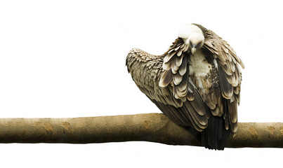 eagle bird isolated on white