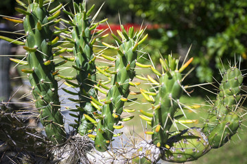 close up of green cactus with long spines