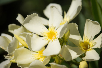 Fototapeta premium Yellow Nerium oleander