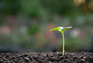 Green young plant growing in soil on nature background