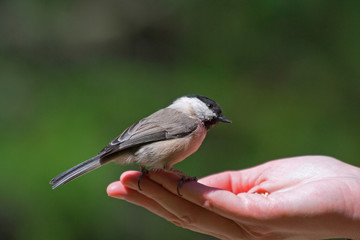 Black-capped Chickadee perched on an outstretched hand.