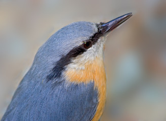 Portrait of Nuthatch
