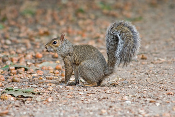 Naklejka na ściany i meble Grey squirrel in the meadow with a bushy tail up