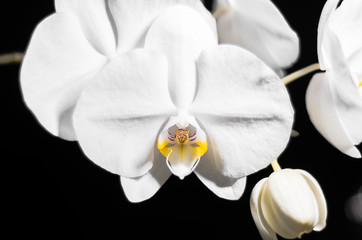 Orchid flower on a black background