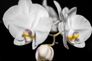 Orchid flower on a black background