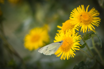 Butterfly on a blooming dandelion 