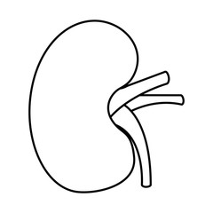 human kidney organ part healthy vector illustration  outline design