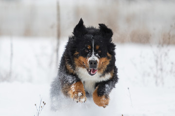 Bernese Mountain Dog in the snow in winter