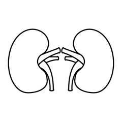 kidney medical healthy internal human organs vector illustration  outline design