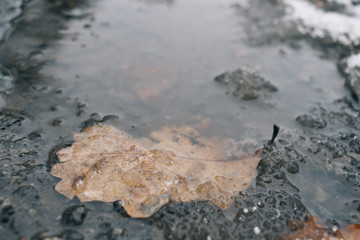 Autumn leaf in puddle of water