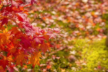 Autumn red, orange maple leaves with blurred nature background at morning in autumn season from Kyoto, Japan