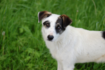 Homeless white puppy with black ears, against a background of green grass