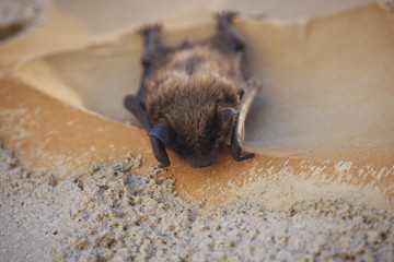 Chiroptera Sleeps on Wall