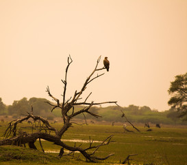 eagle